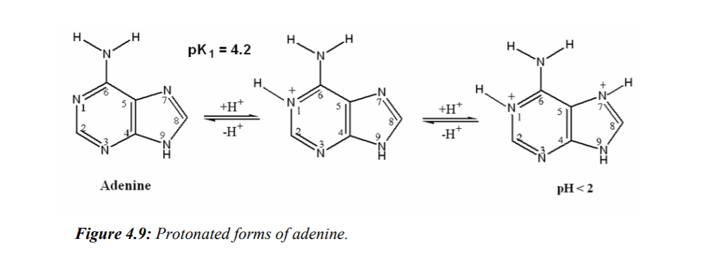 protonering